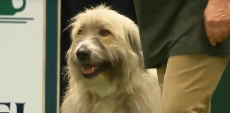 This video of Kratu the rescue dog at Crufts 2020 is the funniest thing ever.