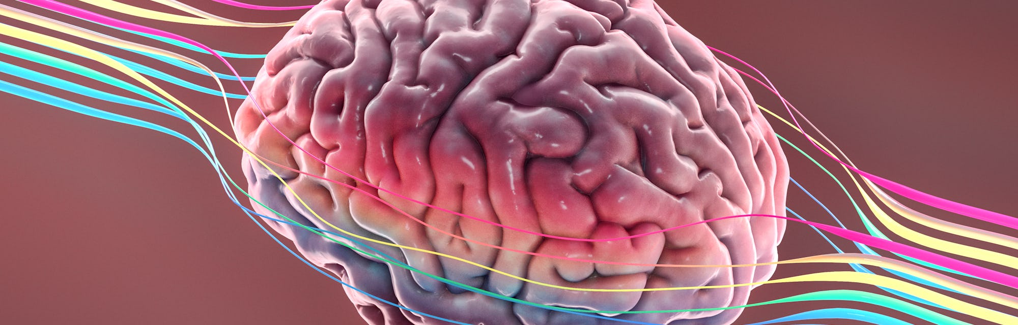 Why are humans conscious? An integral relationship in the brain is revealed