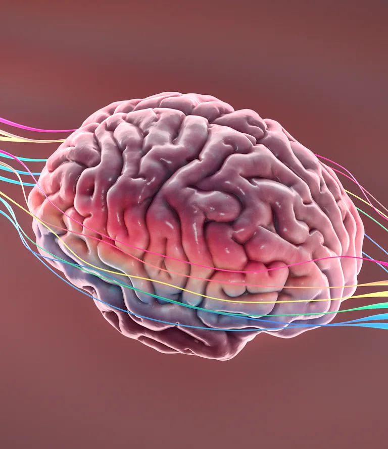 Why are humans conscious? An integral relationship in the brain is revealed