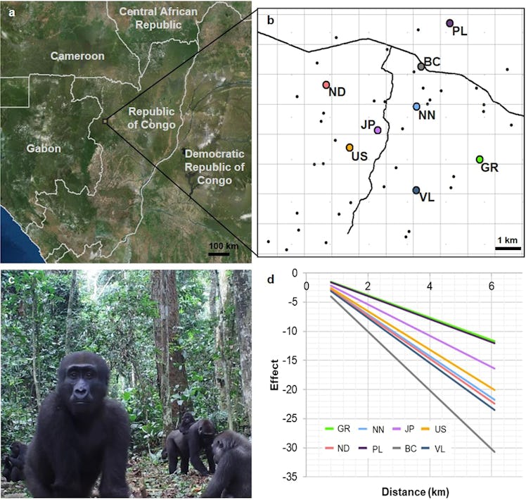 image showing map, charts, and photo of lowland gorilla