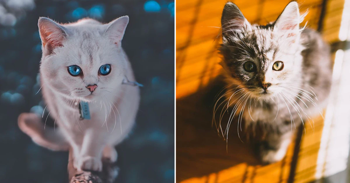 7 Best Cat Instagram Accounts To Follow In 2020 For Cuteness Right Meow