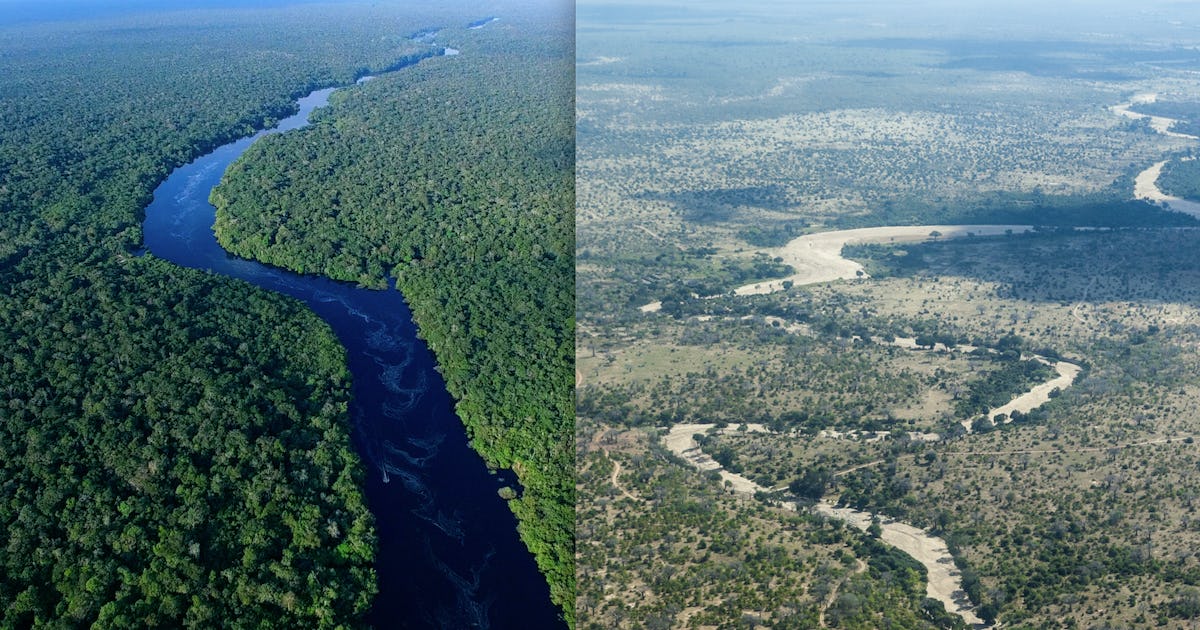 Huge ecosystems could collapse in less than 50 years – new study