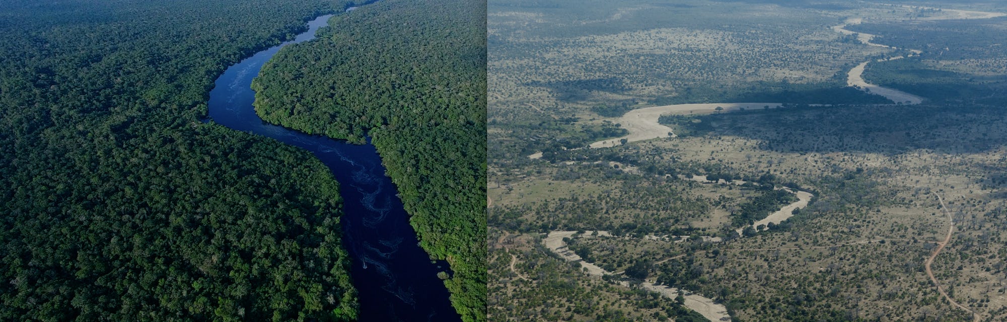 Huge ecosystems could collapse in less than 50 years – new study