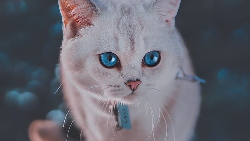7 Best Cat Instagram Accounts To Follow In 2020 For Cuteness Right Meow