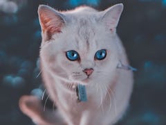 A white cat with blue eyes looks off into the distance outside. 