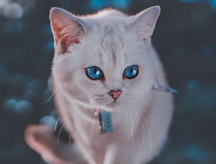A white cat with blue eyes looks off into the distance outside.
