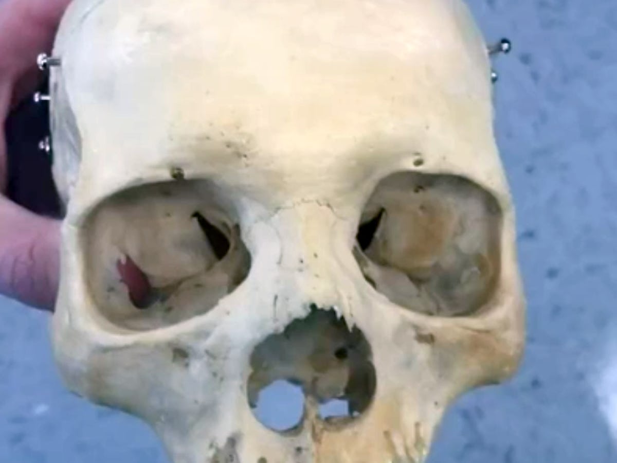 Bulldog Skateboarding Fun