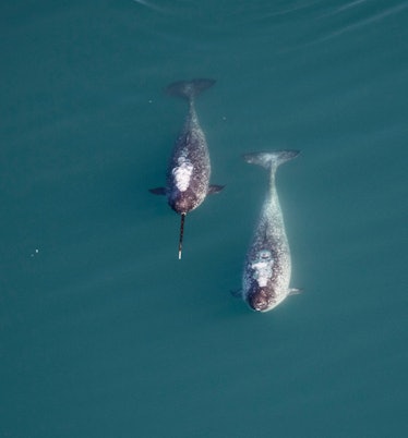 two narwhals in the water 