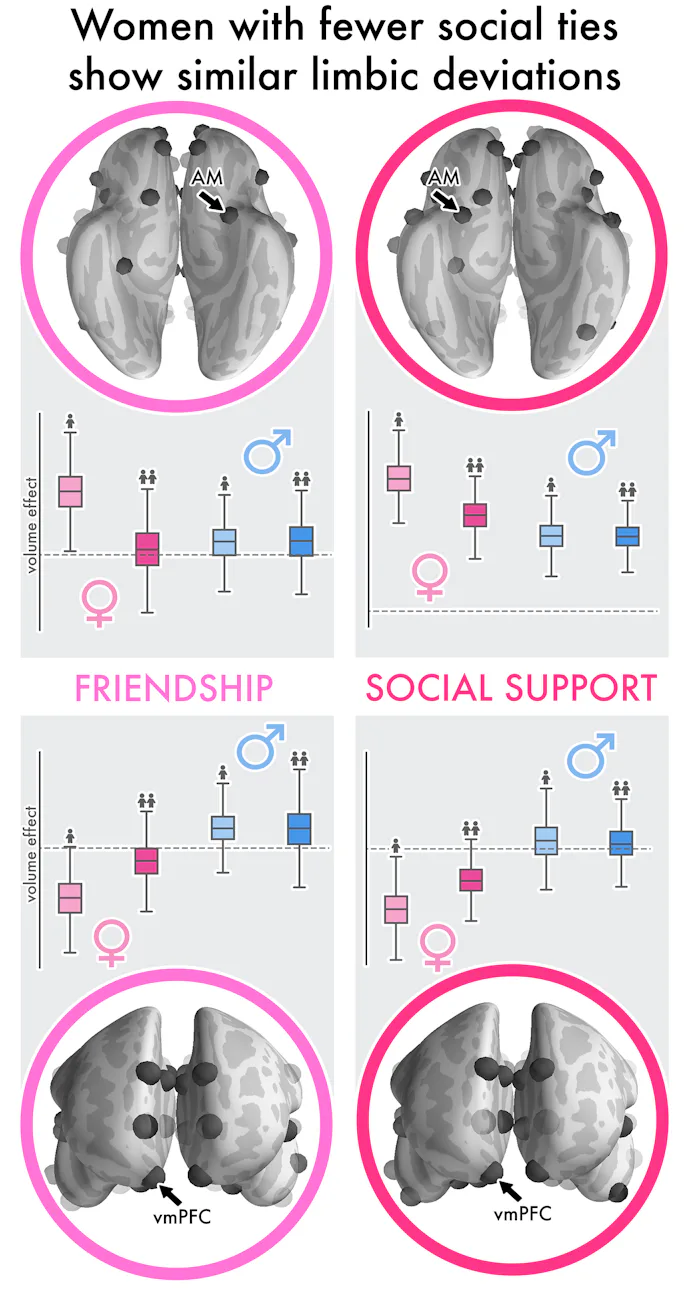 Brain scans reveal how men and women respond differently to relationships