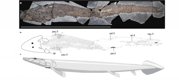 This ancient fish with arms might be the reason you have hands
