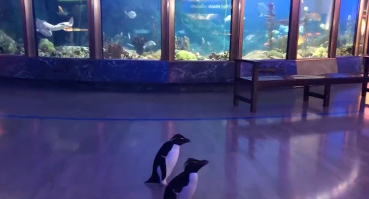 These videos of pengiums exploring the Shedd Aquarium will make your week.