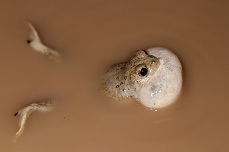 spadefoot toad in the water