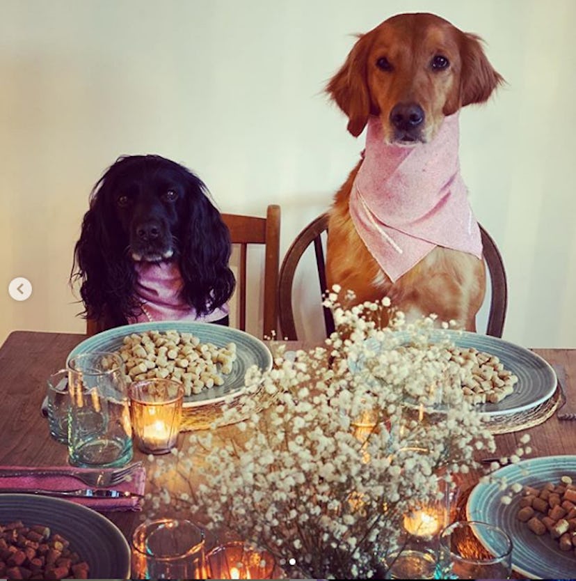 James Middleton's idea of a social distancing dinner party with dogs is the greatest thing ever.