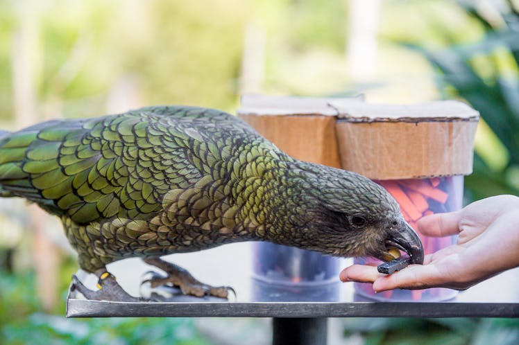 parrot eating from human hand