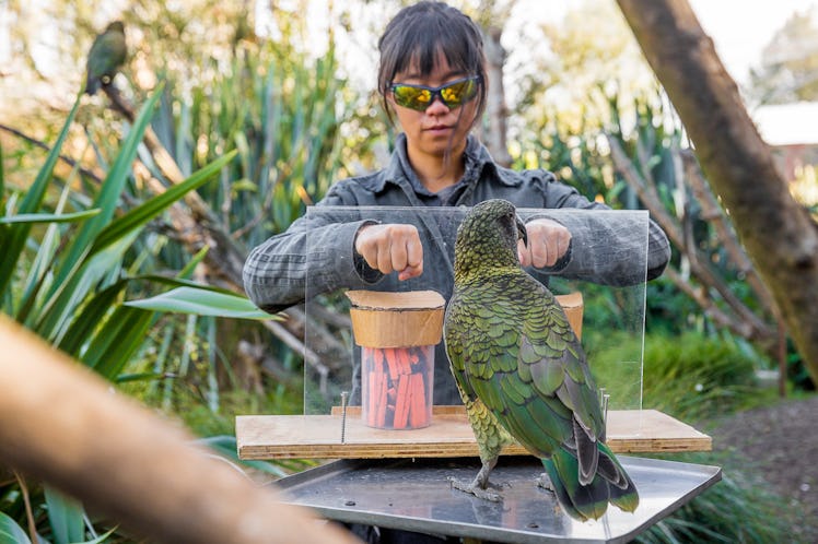 kea parrot being tested by human in probability experiment