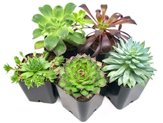 Succulent Plants (5-Pack)