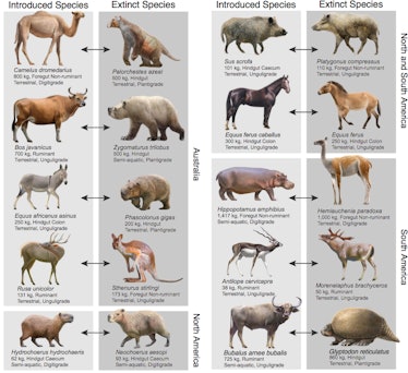 chart showing how introduced herbivores compare with extinct mammals