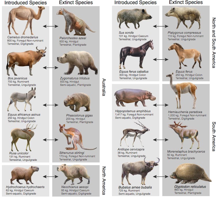 chart showing how introduced herbivores compare with extinct mammals