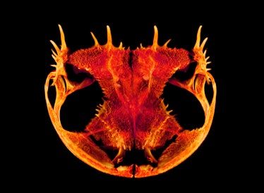Anotheca spinosa tree frog skull image