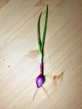 red onion sprout