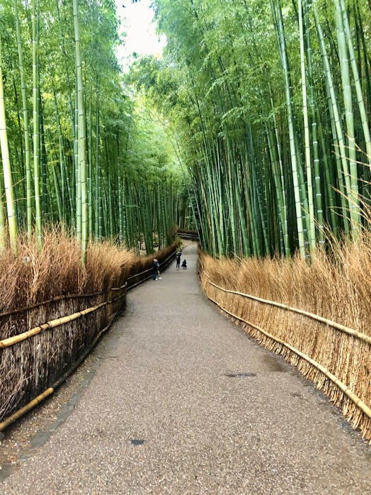 A forrest trail in Kyoto, Japan is lined with bamboo trees.