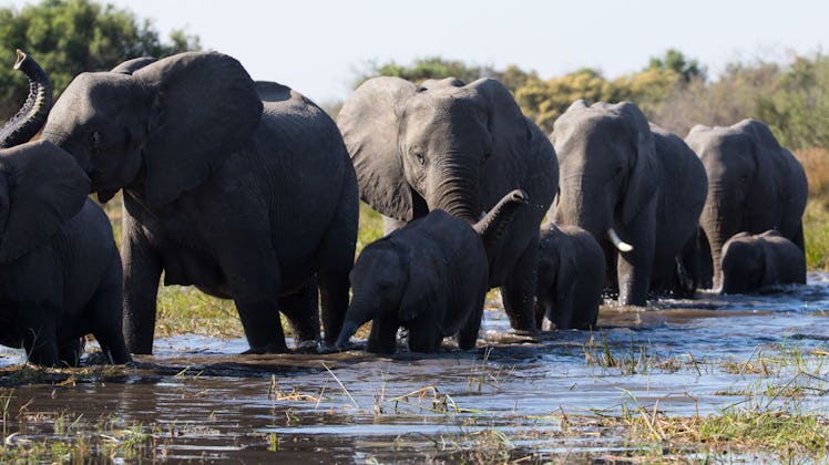 Elephants