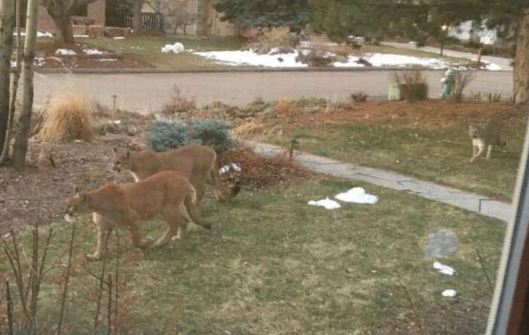 Two mountain lions in front of a human house