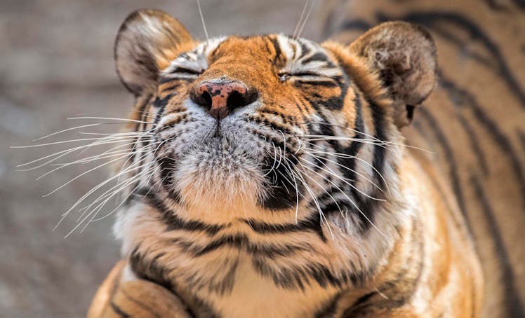 The best animal face filters on Snapchat are going to ease your boredom.