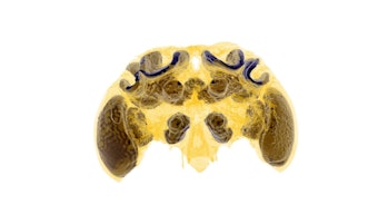 micro-CT scan of a bumblebee brain
