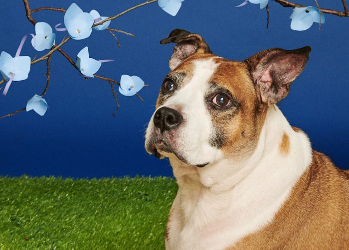 Senior shelter dogs pose for superlative photos