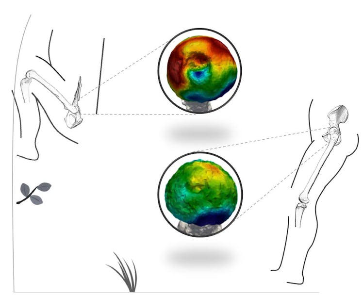 CT scans of two femur bones