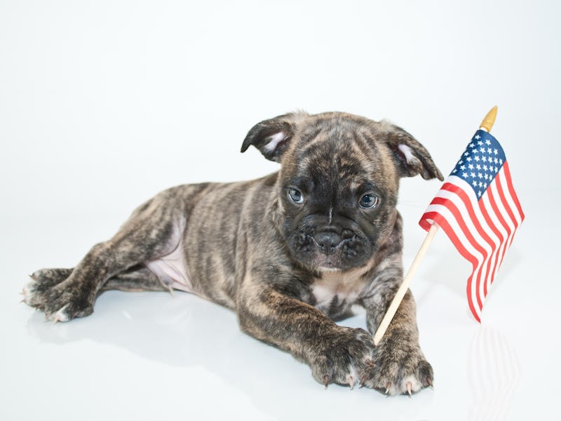 A patriotic pooch.
