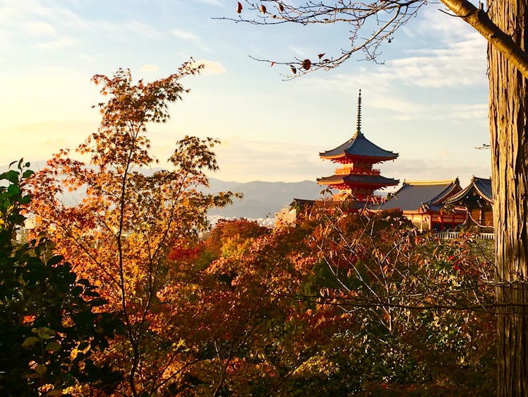 A picturesque view of Kyoto, Japan showcases a temple behind bushes and trees on a sunny day.