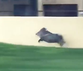 Running Javelina There S Science Behind The Addicting Meme