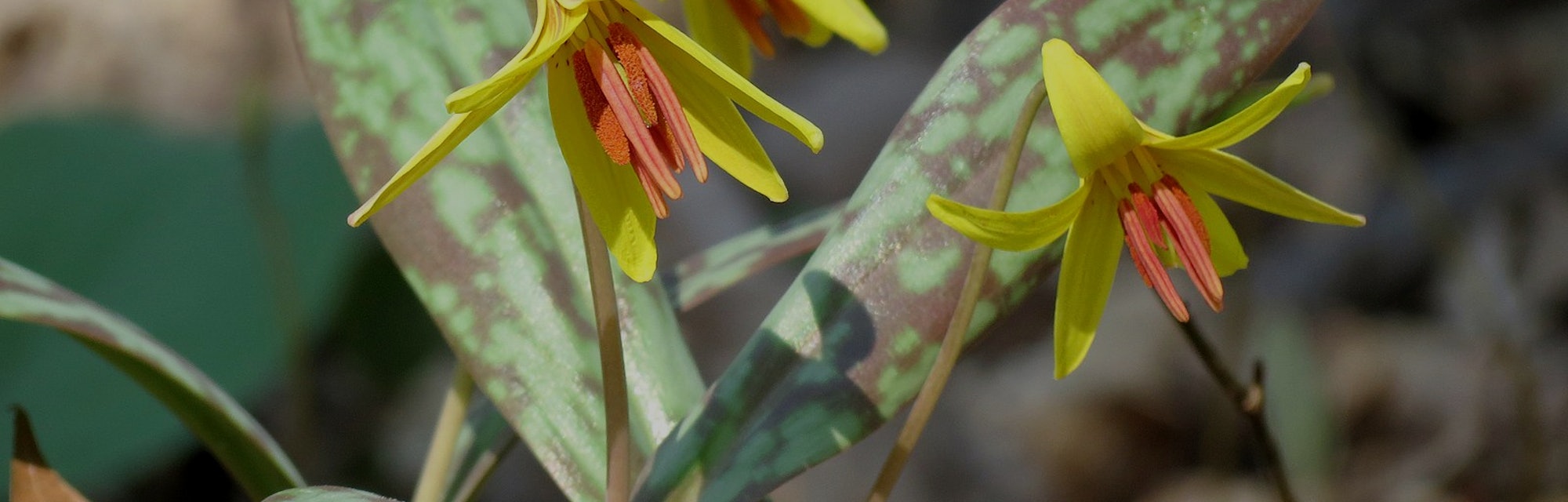 Yellow trout lily flowers nearly a week earlier now than in previous decades in the Appalachian Moun...