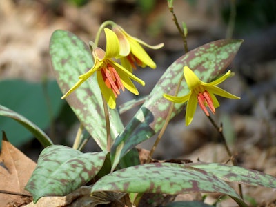 Yellow trout lily flowers nearly a week earlier now than in previous decades in the Appalachian Moun...