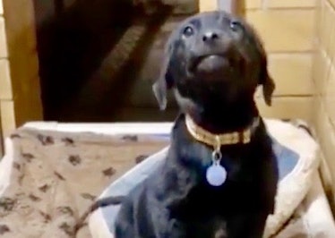 This photo of a smiling black Lab from a shelter will make your week.