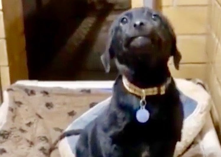 This photo of a smiling black Lab from a shelter will make your week.