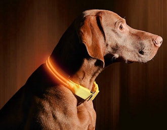 Illumiseen LED Dog Collar