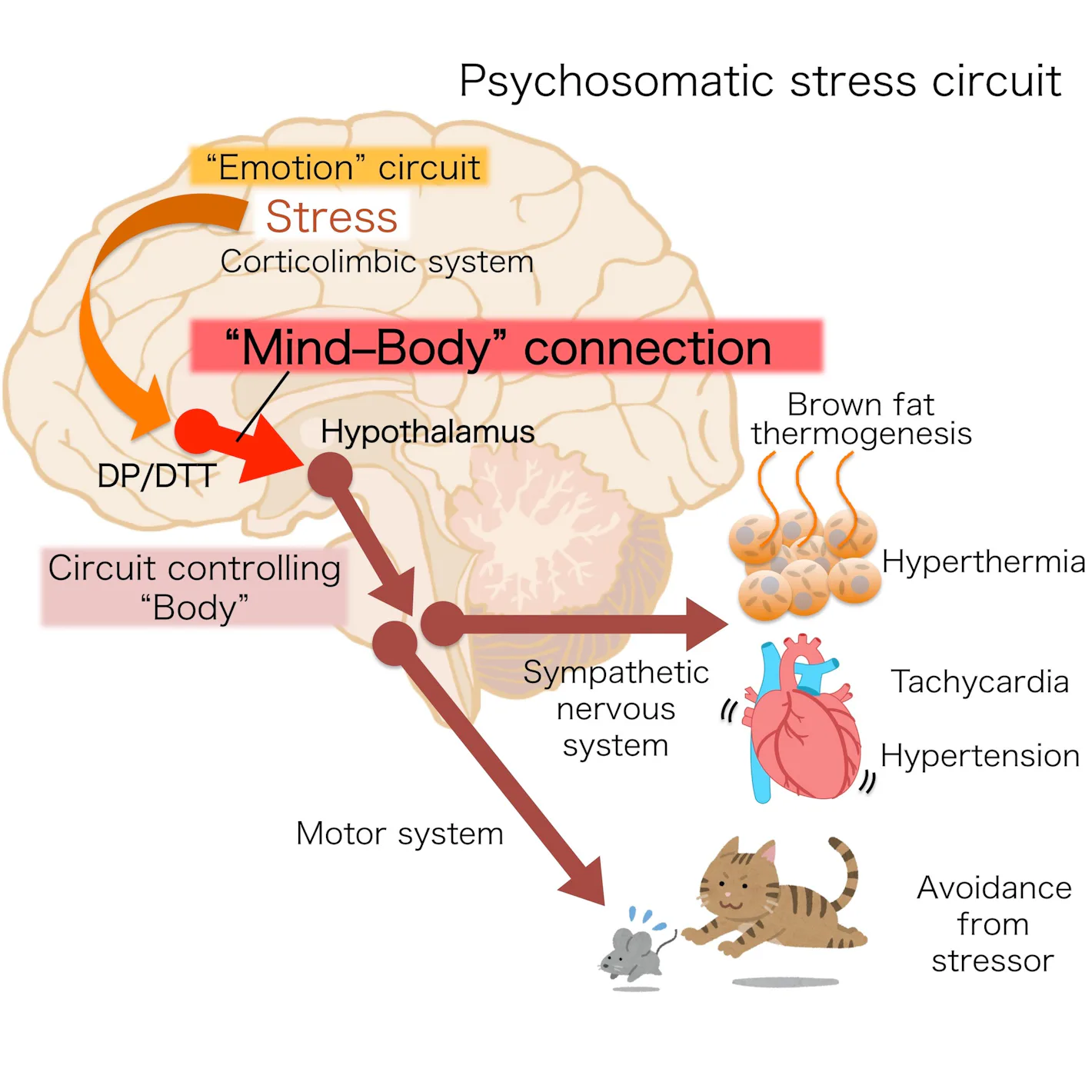 Stress In Brain A