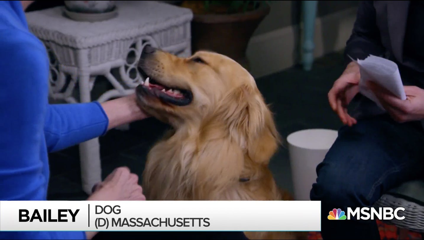 Elizabeth Warren S Dog Bailey Swiped A Burrito But Is Still A Very Good Boy