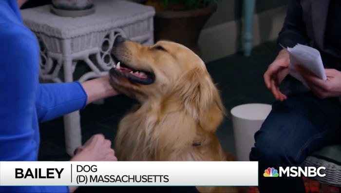 Elizabeth Warren's dog Bailey swiped a burrito at her campaign office.