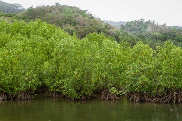 tanaman bakau or mangrove is a shrub or small tree that grows in coastal saline or brackish water.