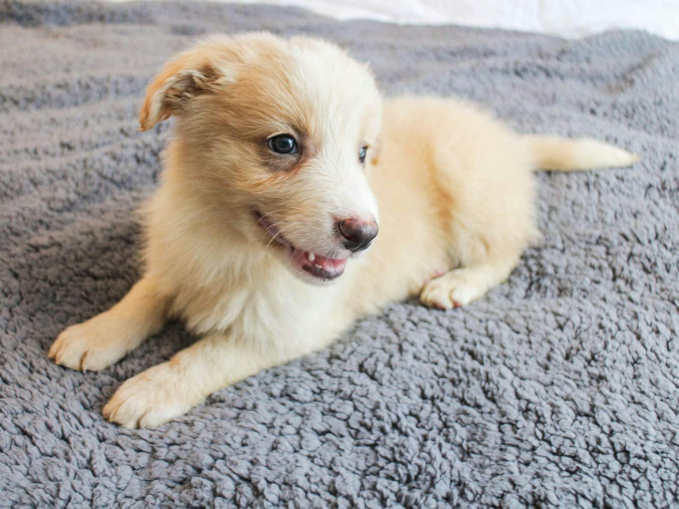 Furrybaby Fleece Dog Blanket