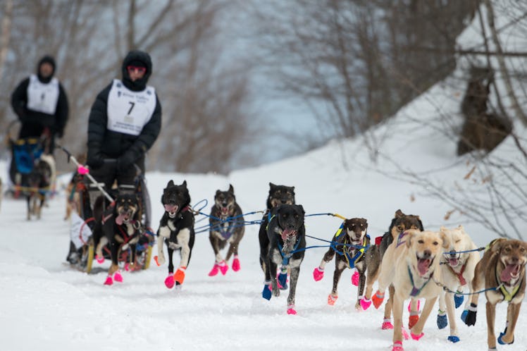 dogsledders with their teams of racing dogs