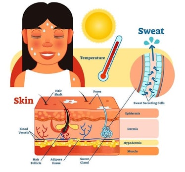 Perspiring Anatomical Human Skin Layers Cross Section Vector Illustration Diagram Poster with Sweat ...