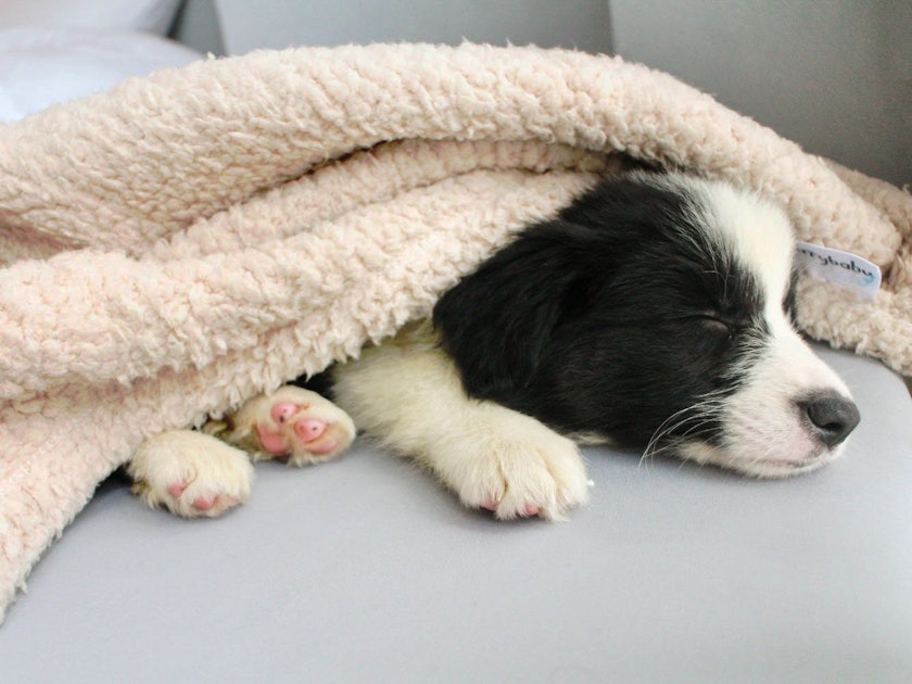 The 6 Best Dog Blankets