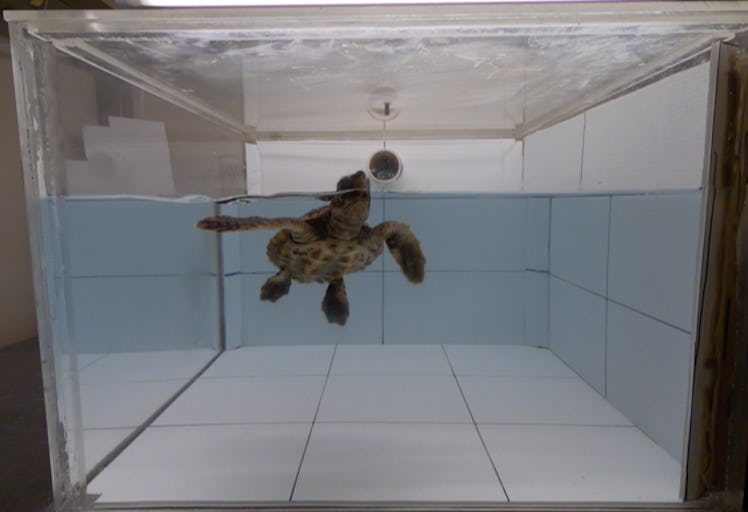 5-month-old sea turtle in a tank