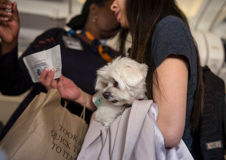 Pets On Board A JetBlue Flight