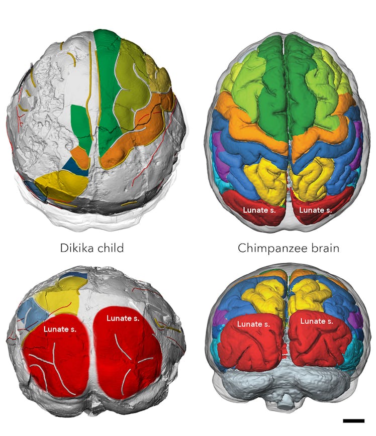 CT brain scans of chimpanzees and Dikika child
